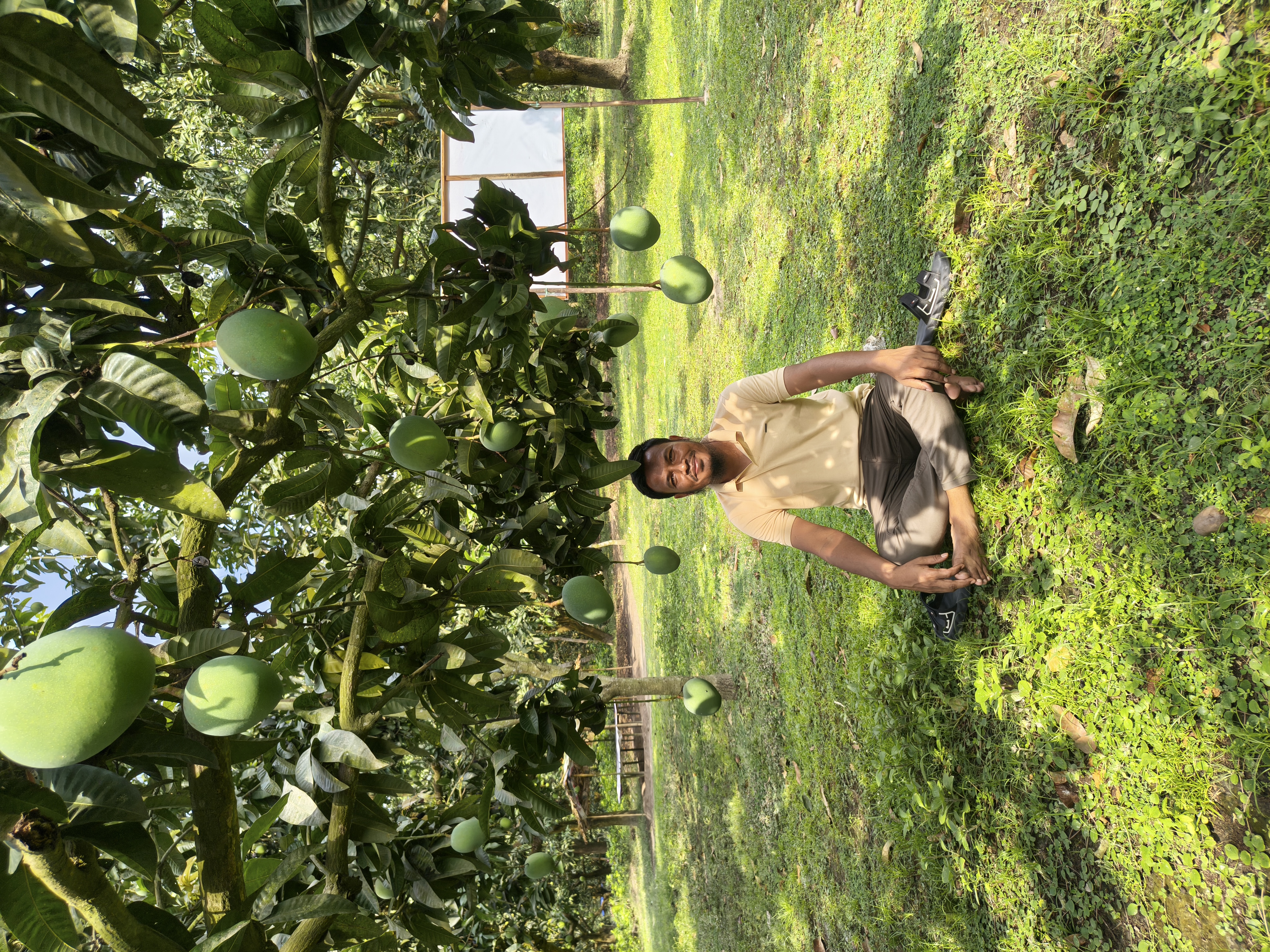 গোবিন্দভোগ আম