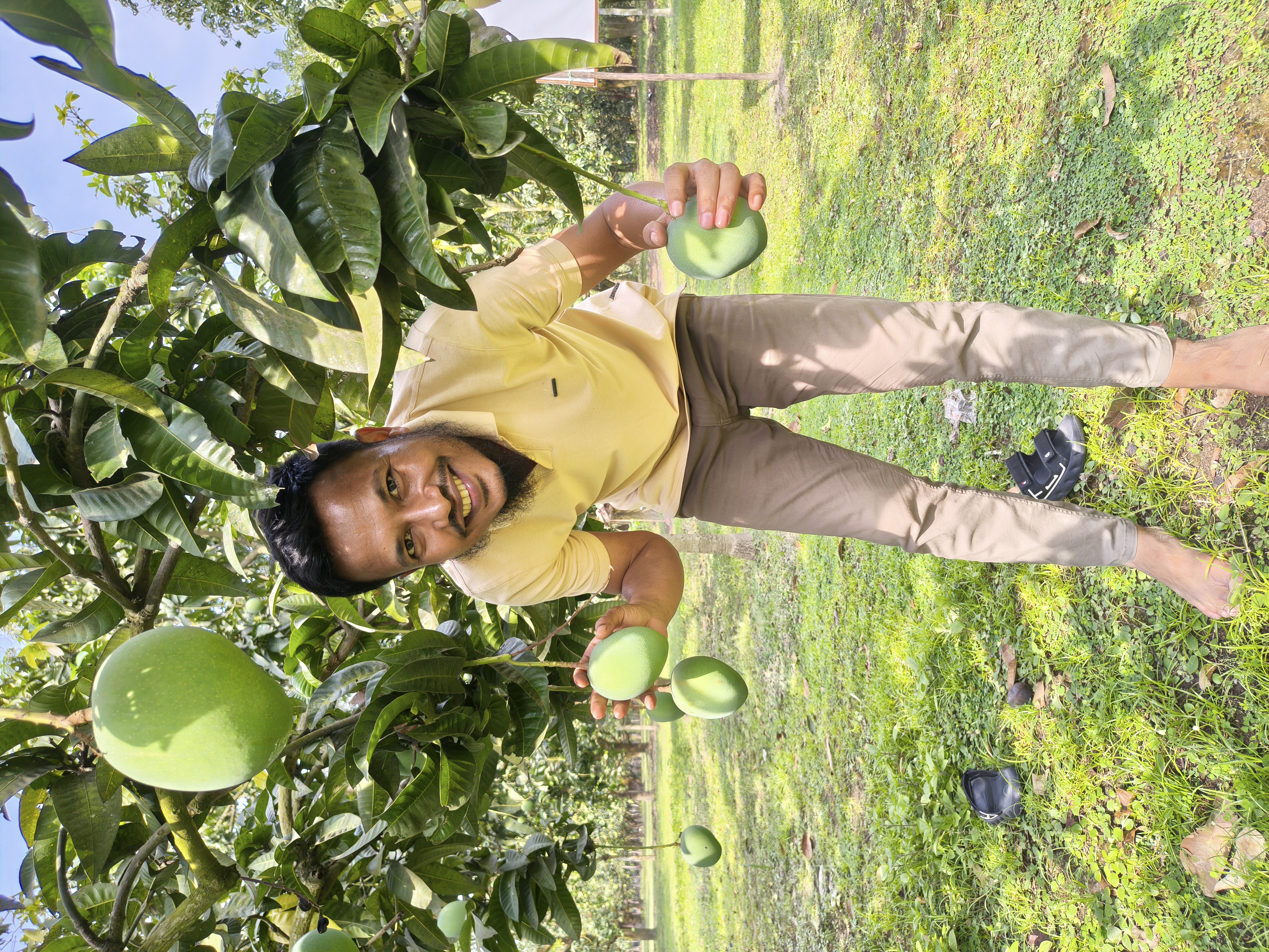 গোবিন্দভোগ আম